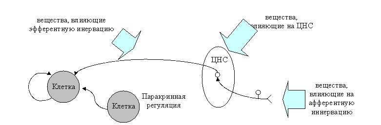 Влияния нейротропных веществ.