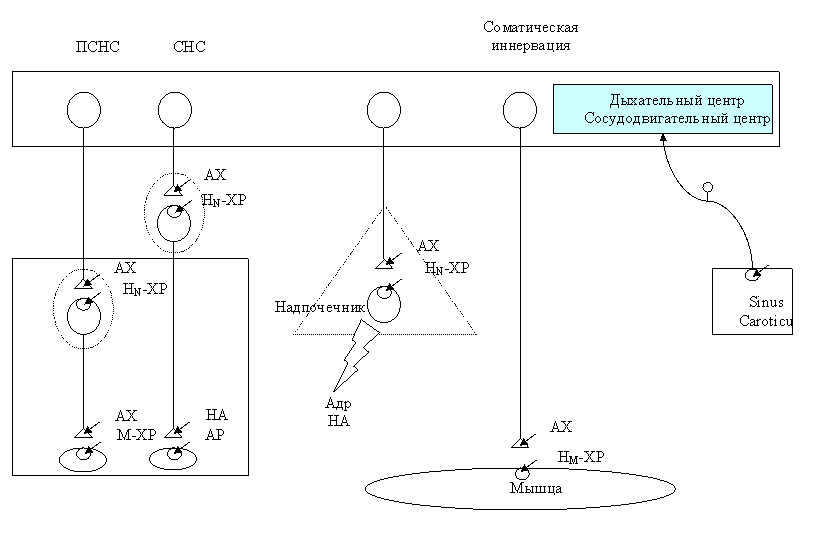 Схема эфферентной иннервации.