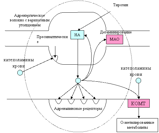 Схема адренэргического синапса.