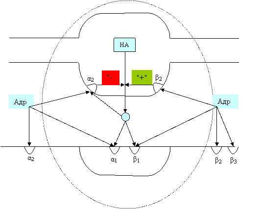 Схема адренэргического синапса.